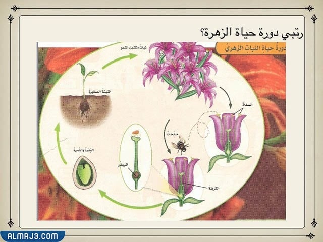 منشورات عن دورة حياة النباتات