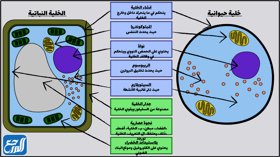 الخلايا النباتية والحيوانية