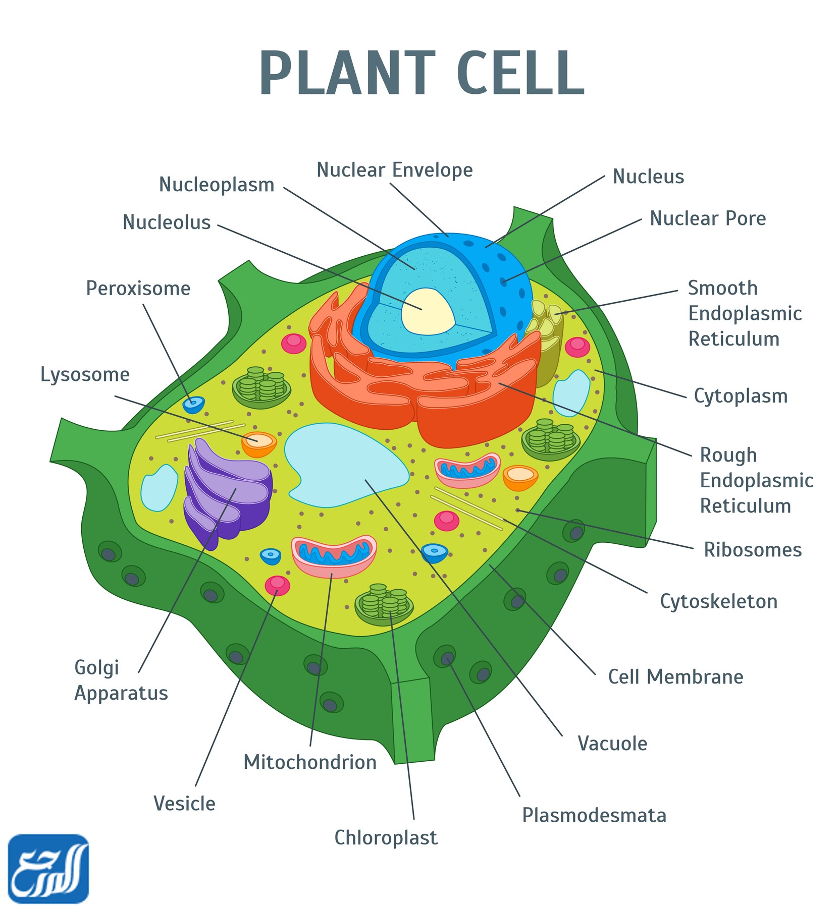 مطوية حول عالم الخلايا