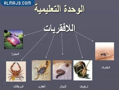 مطويّة عِن الحيواناتِ اللافقاريةِ
