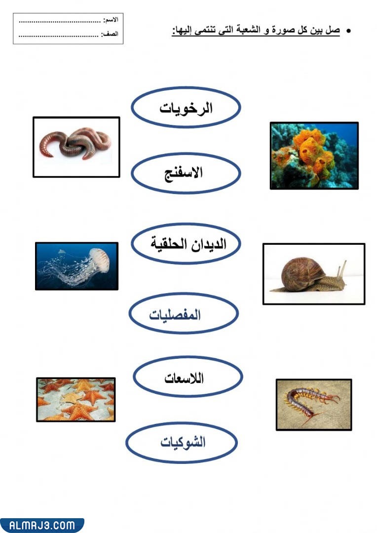 مطويّة عِن الحيواناتِ اللافقاريةِ