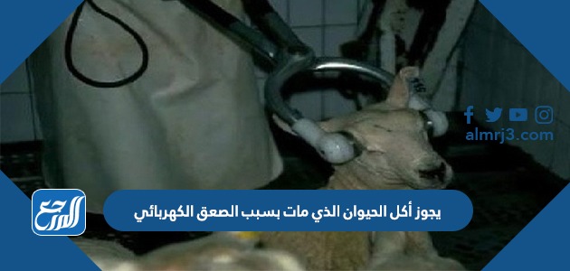 يجوز أكل الحيوان الذي مات بسبب الصعق الكهربائي