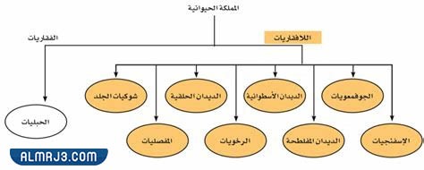 مطويّة عِن الحيواناتِ اللافقاريةِ
