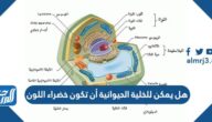 هل يمكن للخلية الحيوانية أن تكون خضراء اللون
