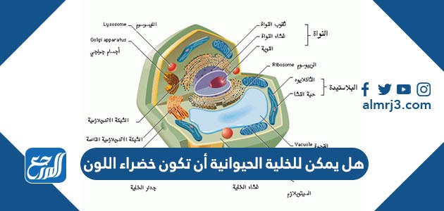 هل يمكن للخلية الحيوانية أن تكون خضراء اللون