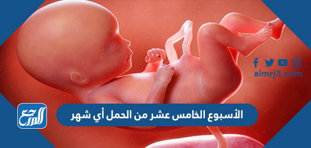 الأسبوع الخامس عشر من الحمل أي شهر