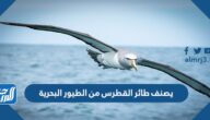 يصنف طائر القطرس من الطيور البحرية