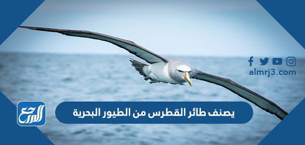 يصنف طائر القطرس من الطيور البحرية