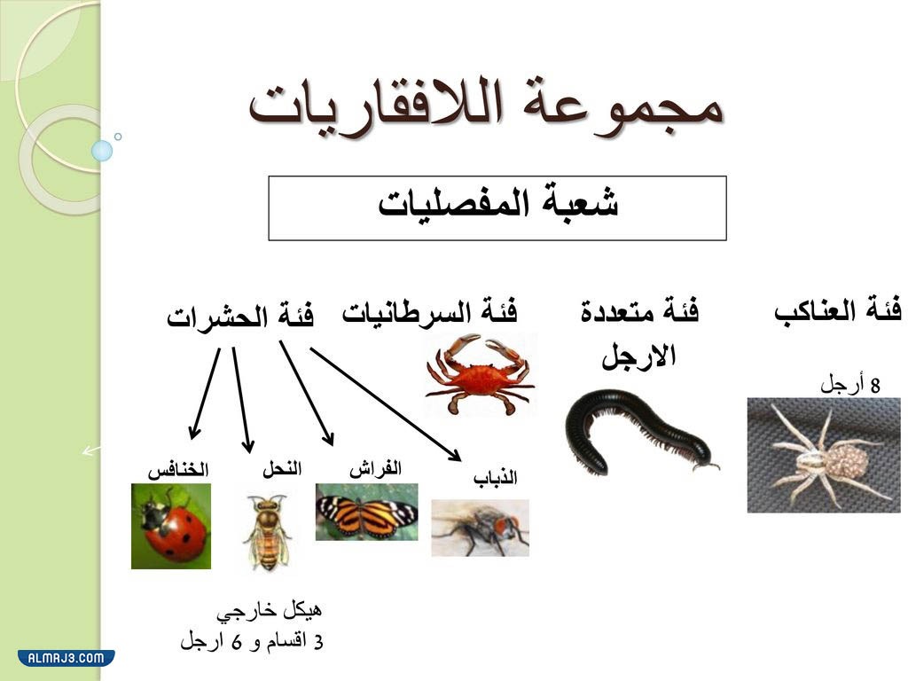مطويّة عِن الحيواناتِ اللافقاريةِ