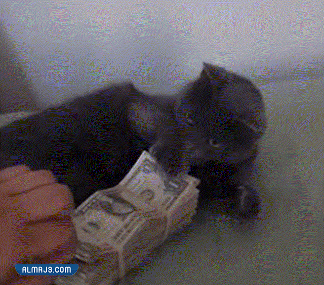 ملصقات واتساب مضحكة متحركة