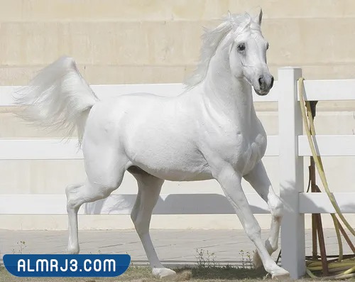 خلفيات خيول اجمل الصور للخيول العربية الاصيلة