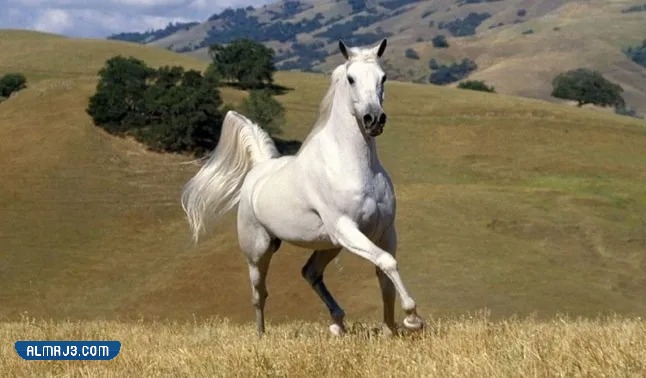 خلفيات خيول اجمل الصور للخيول العربية الاصيلة