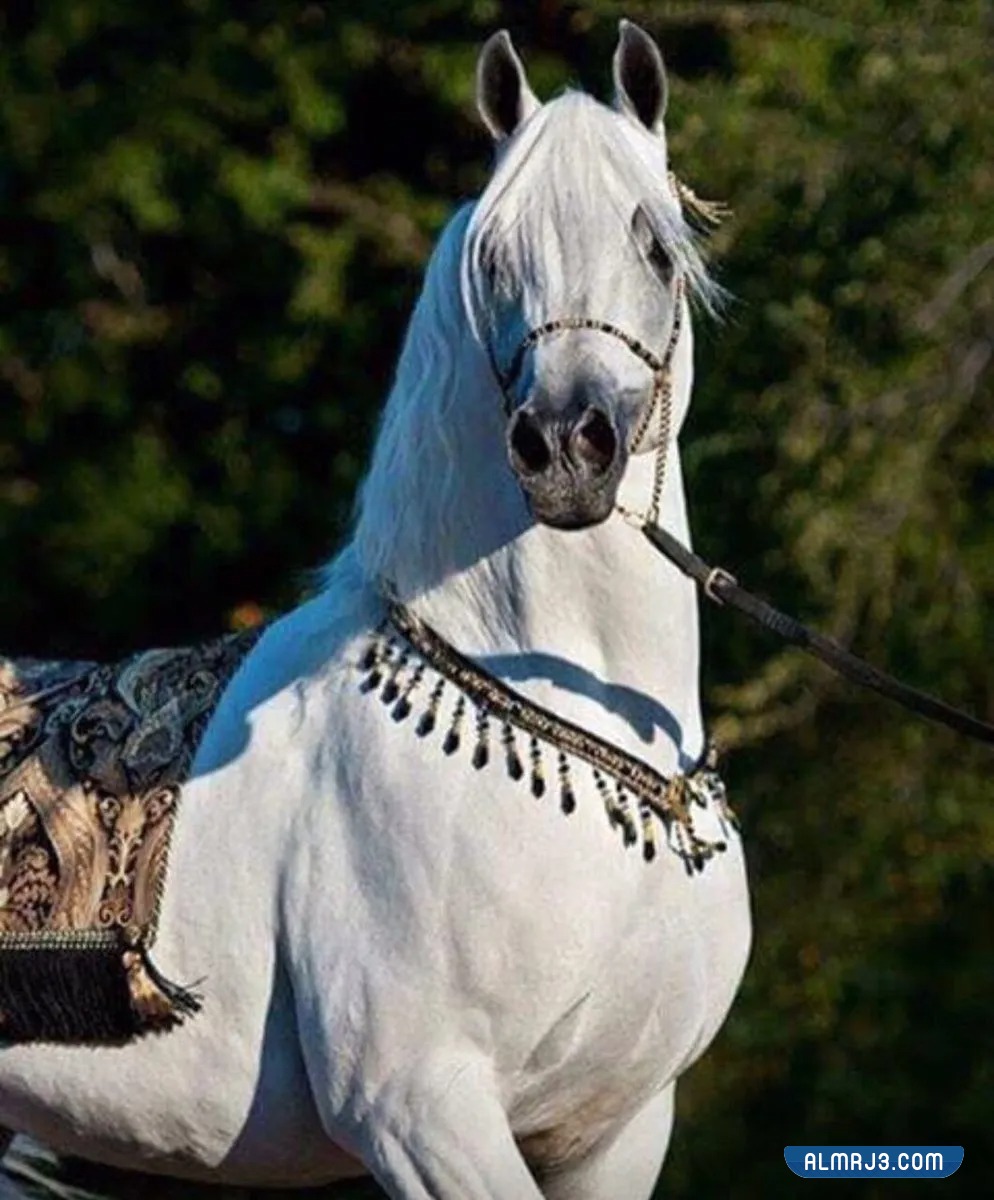 خلفيات خيول اجمل الصور للخيول العربية الاصيلة