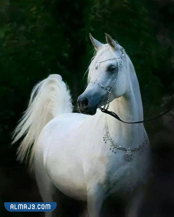 خلفيات خيول اجمل الصور للخيول العربية الاصيلة