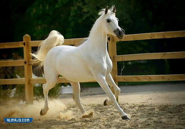 خلفيات خيول اجمل الصور للخيول العربية الاصيلة