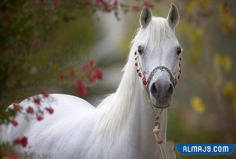 خلفيات خيول اجمل الصور للخيول العربية الاصيلة
