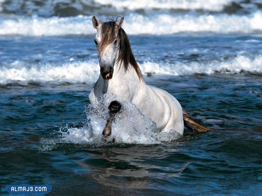 خلفيات خيول اجمل الصور للخيول العربية الاصيلة