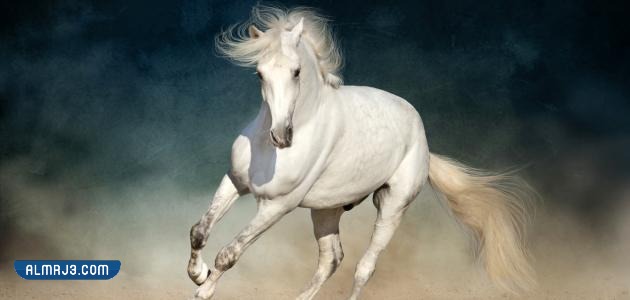 خلفيات خيول اجمل الصور للخيول العربية الاصيلة