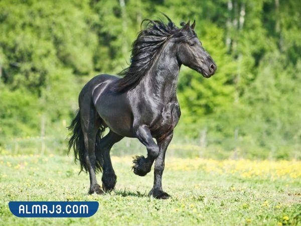 خلفيات خيول اجمل الصور للخيول العربية الاصيلة