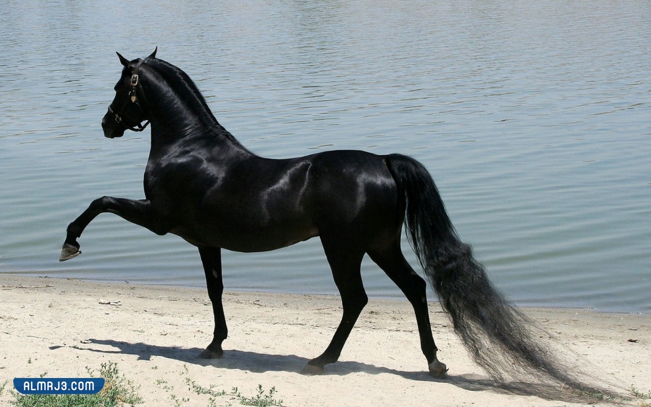 خلفيات خيول اجمل الصور للخيول العربية الاصيلة