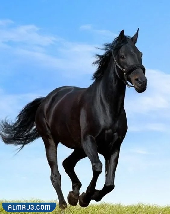 خلفيات خيول اجمل الصور للخيول العربية الاصيلة