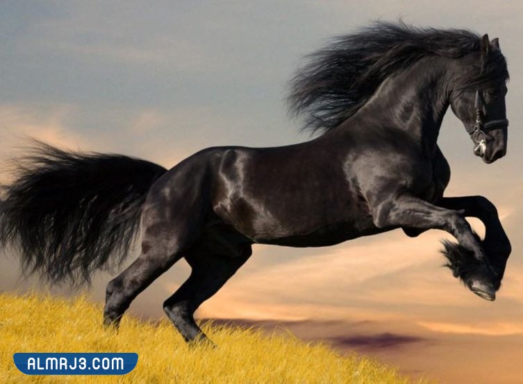 خلفيات خيول اجمل الصور للخيول العربية الاصيلة