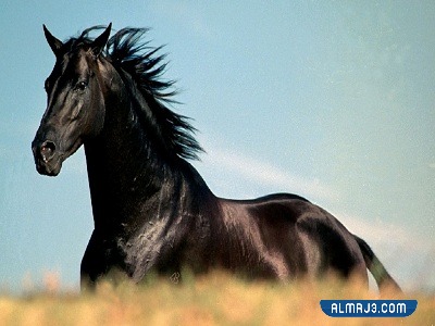 خلفيات خيول اجمل الصور للخيول العربية الاصيلة