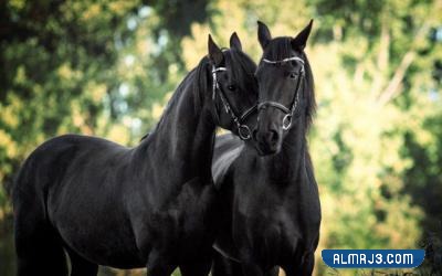خلفيات خيول اجمل الصور للخيول العربية الاصيلة