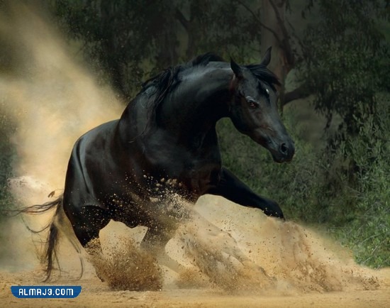 خلفيات خيول اجمل الصور للخيول العربية الاصيلة