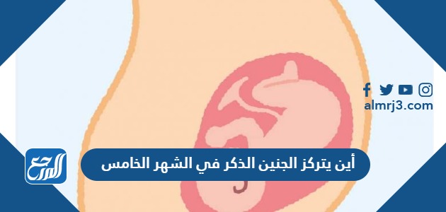 أين يتركز الجنين الذكر في الشهر الخامس