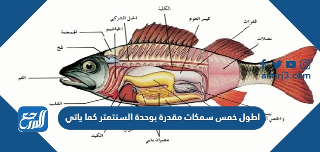 اطول خمس سمكات مقدرة بوحدة السنتمتر كما ياتي