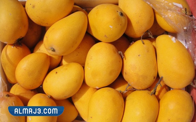 افضل انواع المانجو في جازان