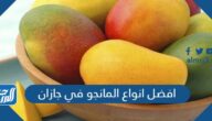 افضل انواع المانجو في جازان في السعودية