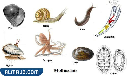 الإسفنجيات واللاسعات والرخويات وشوكيات الجلد