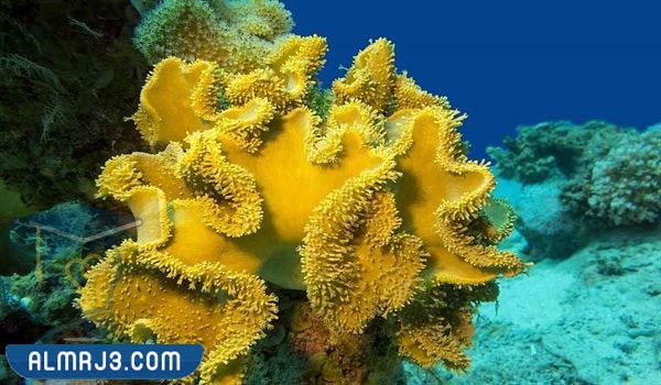 الإسفنجيات واللاسعات والرخويات وشوكيات الجلد