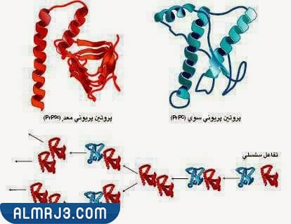 ماهي البريونات