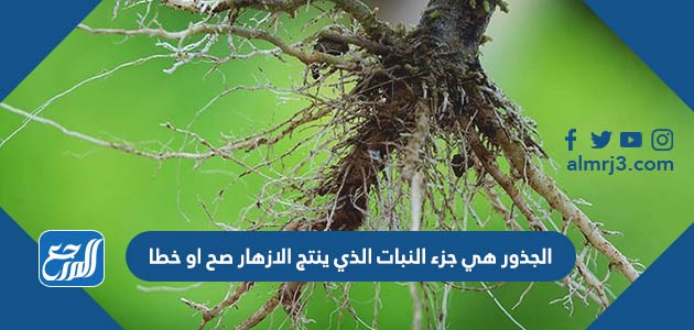 الجذور هي جزء النبات الذي ينتج الازهار صح او خطا