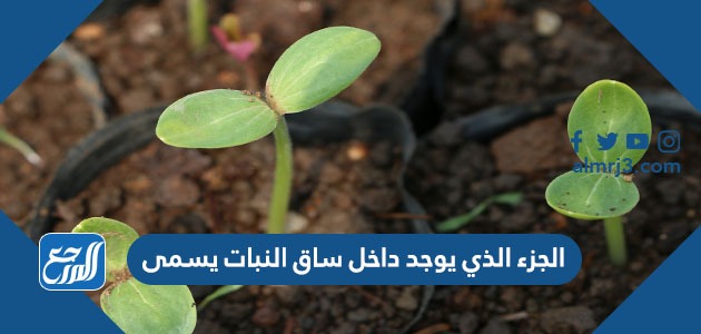 الجزء الذي يوجد داخل ساق النبات يسمى