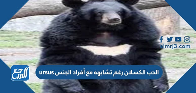 الدب الكسلان رغم تشابهه مع أفراد الجنس ursus وهما الدب الأمريكي الأسود والدب الآسيوي الأسود إلا أنه يصنف في جنس مختلف mleursus لأنه أصغر حجما