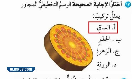 الرسم التخطيطي التالي يمثل تركيب الساق