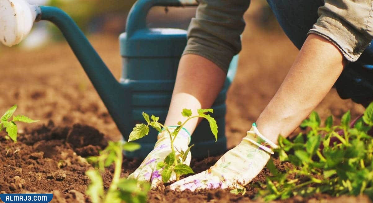 الزراعة في المنزل