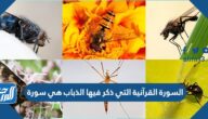السورة القرآنية التي ذكر فيها الذباب هي سورة