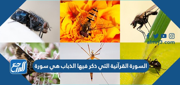 السورة القرآنية التي ذكر فيها الذباب هي سورة