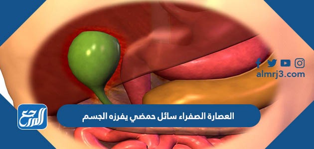 العصارة الصفراء سائل حمضي يفرزه الجسم