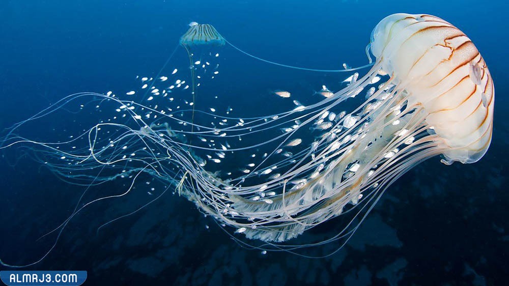 الإسفنجيات واللاسعات والرخويات وشوكيات الجلد