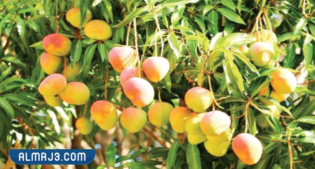 المانجو الجلن