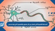 المسافة القصيرة التي تفصل بين كل عصبون والعصبون الذي يليه تسمى