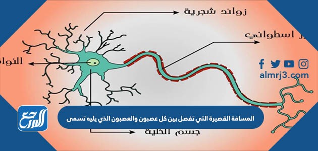 المسافة القصيرة التي تفصل بين كل عصبون والعصبون الذي يليه تسمى