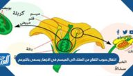 انتقال حبوب اللقاح من المتك الى الميسم في الازهار يسمى بالتبرعم