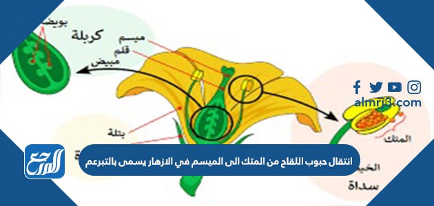 انتقال حبوب اللقاح من المتك الى الميسم في الازهار يسمى بالتبرعم